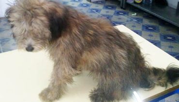 Cão adotado
