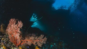Coral (1)