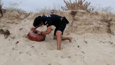 Elementos da Polícia Marítima detetam bidão com 13kg de haxixe no seu interior|Polícia Marítima apreende 13 embalagens de droga na ilha da Culatra em Faro