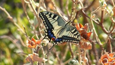 Exposição Alexis - Borboleta Cauda de Andorinha (Papilio machaon)