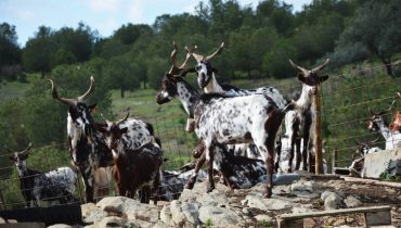 As cabras algarvias do Senhor Jorge