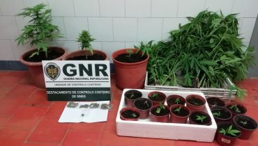 GNR UCC - Apreensão de cannabis
