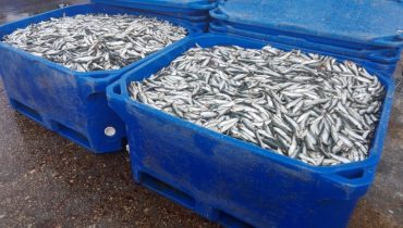 GNR UCC - Apreensão de sardinha