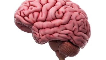 IMAGEM-O-meu-cerebro-e-maior-do-que-o-teu-manuel-Grazina