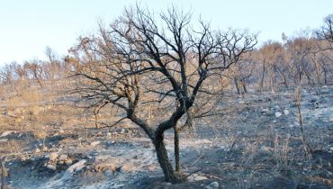 Incêndio em Monchique Casais_Nelson Inácio_2|Incêndio em Monchique_17