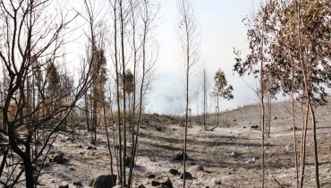 Incêndio_monchique_ni_03|Incêndio_monchique_ni_04