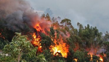 Incêndio_monchique_ni_13