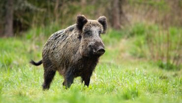 Alert male wild boar standing fierceful on a meadow in springtime.