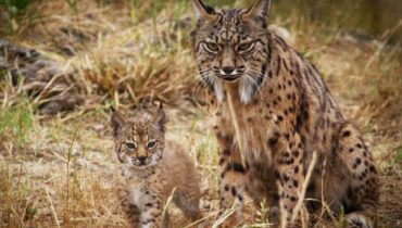 Life Lince Abutre