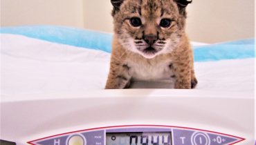 Lince bebé_Imagem CNRLI_ICNF_1