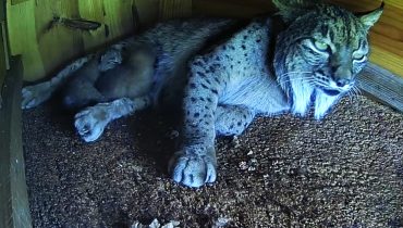 Lince-ibérico nascimento 2023