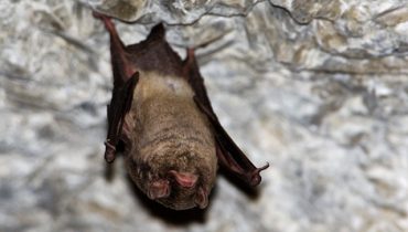 Miniopterus schreibersii|EuroBATS028|grutas da Salustreira