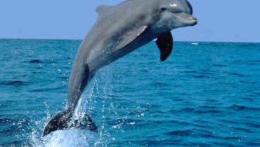 Oceanos