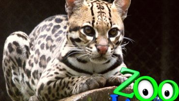 Ocelote Zoo Lagos