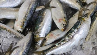 Olhao sardinha_bc4