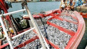 Pesca Carapau