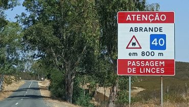 Placa de Linces na estrada_mertola_er_02