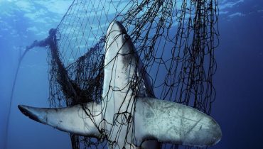 PLANET OCEAN: Pez Zorro enredado en una red de pesca en México|Exposição Planet Ocean