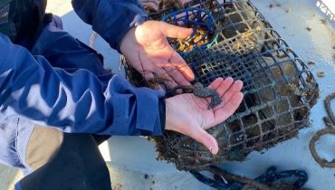 Polícia Marítima apreende arte de pesca com 34 armadilhas na ria Formosa 1|Polícia Marítima apreende arte de pesca com 34 armadilhas na ria Formosa