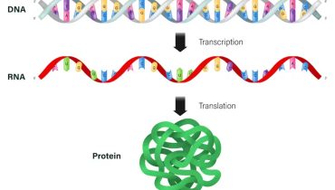 RNA