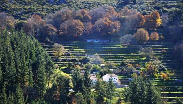 Serra de Monchique_socalcos_reflorestacao_er (7)