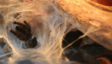 Tarantula-Avicularia urticans|Viuva negra 2