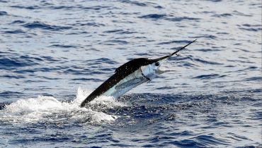 Tavria Offshore Classic Pesca desportiva (2)|Tavria Offshore Classic Pesca desportiva (1)