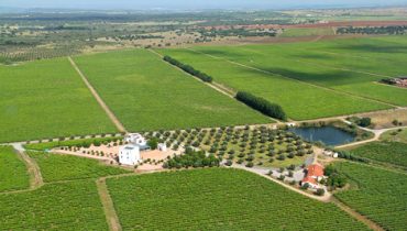vinhos do alentejo