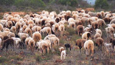 Walk & Art Fest_rebanho de ovelhas cabras e burros_er_02