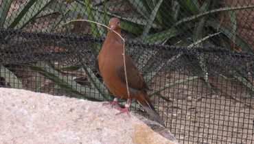 Pomba-de-Socorro