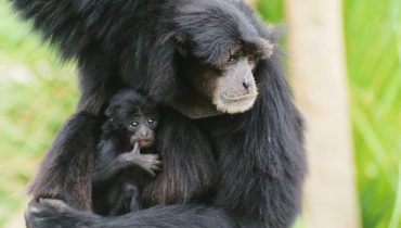 Zoo Lagos FAcebook