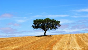 alentejo