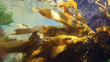 algas castanhas_kelp