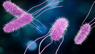 bacteria-salmonella_735472669|FOTO-Miguel-Mano_Susana-Costa_Ana-Eulálio-scaled