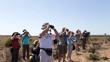 birwatching_1|libertação de aves_1|Festival de Observação de Aves_atividades com crianças|Moleiro do Ártico - foto CMVB|Britango_O.Pehmann|anilhagem