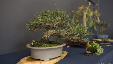 bonsai com especies mediterranicas|unnamed