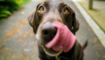 cão - cães -unsplash|POST-PARA-INSTRAGRAM-E-FACEBOOK-inauguração-Parque-canino-de-Albufeira-