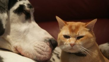 cão e gato