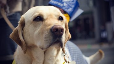 Blind person walking with her guide dog