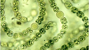 cianobacteria