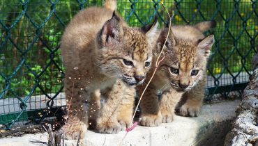 crias de lince-iberico
