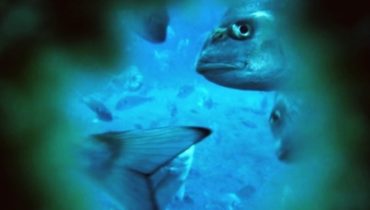 dourada aquacultura