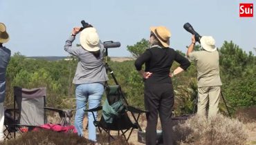 festival de observação de aves