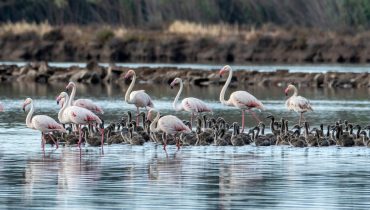 flamingos icnf 2|flamengos icnf 3|flamingos icnf|flamingos icnf (5)|flamingos icnf (1)|flamingos icnf (2)|flamingos icnf (3)|flamingos icnf (4)