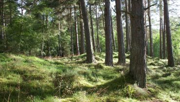 floresta_m (1)