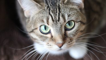 gato 11