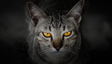 gato