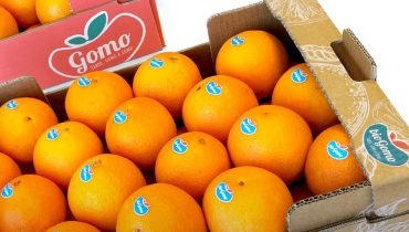 gomo e biogomo_frusoal|Gomo_Frusoal|Logos Gomo e Biogomo|Biogomo_Frusoal