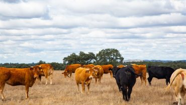 herdade-monforte-1024x683|F-Trolho