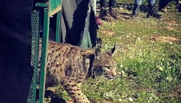 lince ibérico mértola